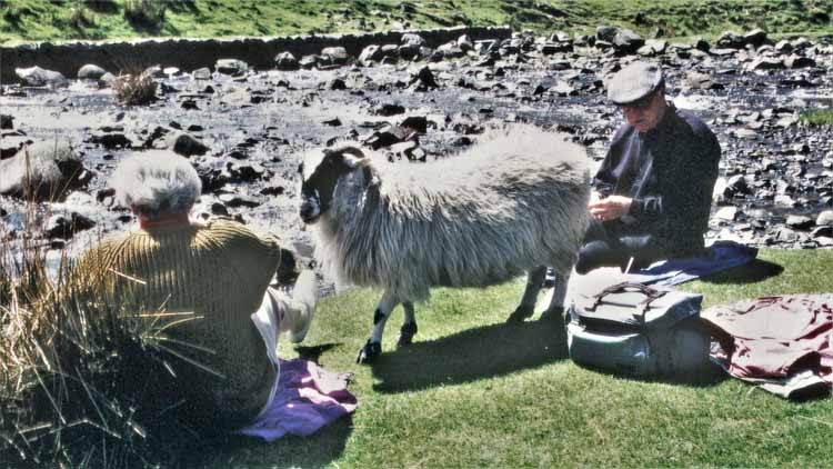 grey mares tail sheep